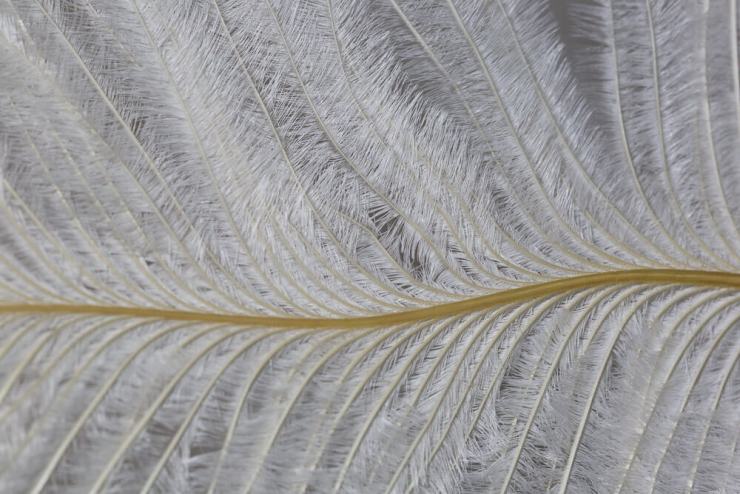 textures de plumes macro