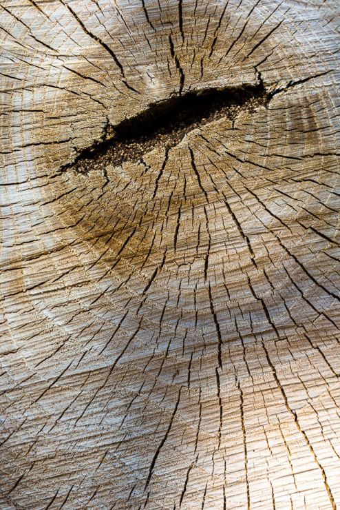textures de souche d'arbre macro