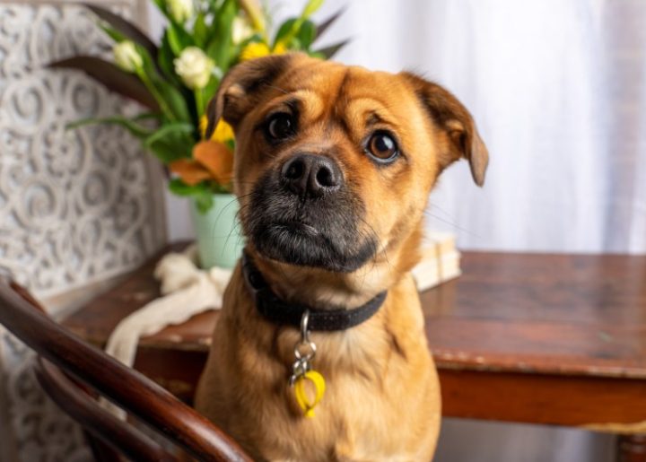 Trois façons d’améliorer votre photographie avec l’aide de votre chien